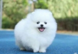 How long can a Pomeranian remember its owner?