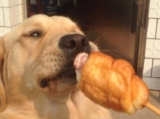 Can dogs eat bread?