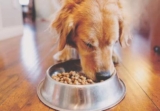What can increase appetite if a dog has a bad appetite?