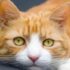 Does the orange cat have a fierce personality?