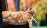Why do orange cats get fat easily?