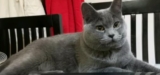 What kind of fish is suitable for cats to eat and is cheap?