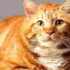 How to identify an orange cat