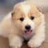 Can dogs eat leftovers?