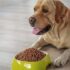 How old can a golden retriever start eating adult dog food?
