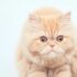 Why are kittens afraid of cucumbers