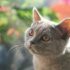 How many years does a British Shorthair cat live?