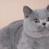 Why are kittens afraid of cucumbers
