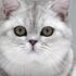 How many years does a British Shorthair cat live?