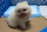 Can puppies drink pure milk?