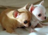 When raising a Chihuahua, remember the “6 Don’ts” 