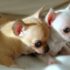 Chihuahua mini dogs detailed introduction