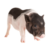 Mini pigs